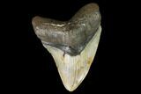 Fossil Megalodon Tooth - North Carolina #108993-1